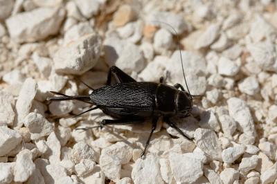Grillon provençal Gryllus bimaculatus De Geer, 1773