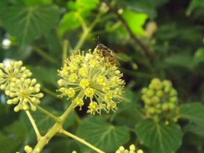  Callicera 