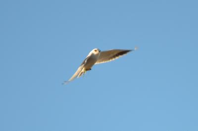 Élanion blanc Elanus caeruleus (Desfontaines, 1789)