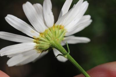 Matricaire inodore Tripleurospermum inodorum (L.) Sch.Bip., 1844