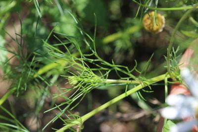 Matricaire inodore Tripleurospermum inodorum (L.) Sch.Bip., 1844