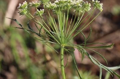 Ammi élevé, Grand ammi Ammi majus L., 1753