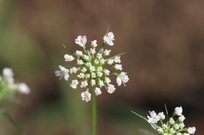 Ammi élevé, Grand ammi Ammi majus L., 1753