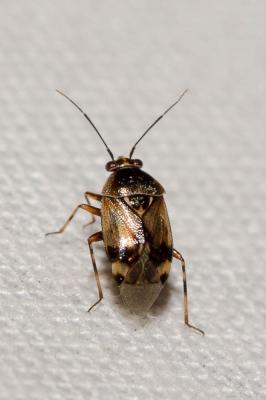  Deraeocoris serenus (Douglas & Scott, 1868)