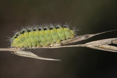  Zygaena Fabricius, 1775