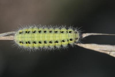  Zygaena Fabricius, 1775