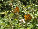 Tabac d'Espagne (Le), Nacré vert (Le), Barre argen Argynnis paphia (Linnaeus, 1758)