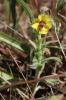 Molène de Boerhaave, Molène de mai Verbascum boerhavii L., 1767