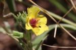 Molène de Boerhaave, Molène de mai Verbascum boerhavii L., 1767