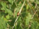  Adelphocoris vandalicus (Rossi, 1790)