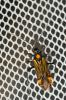  Miris striatus (Linnaeus, 1758)