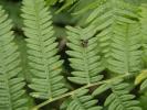  Anomoia purmunda (Harris, 1780)