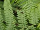  Anomoia purmunda (Harris, 1780)