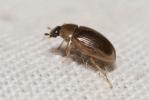  Cercyon laminatus Sharp, 1873