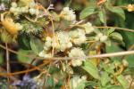 Cuscute volubile, Cuscute du Bident Cuscuta scandens Brot., 1804