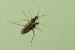  Dicyphus errans (Wolff, 1804)