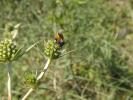 Ripiphorus subdipterus Bosc d'Antic, 1792