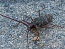 Monochame de Provence Monochamus galloprovincialis (Olivier, 1795)
