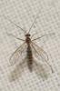  Macrocera fasciata Meigen, 1804