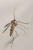  Macrocera fasciata Meigen, 1804