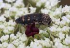  Acmaeoderella flavofasciata (Piller & Mitterpacher, 1783)
