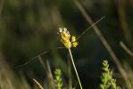 Ail jaune Allium flavum L., 1753