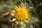  Carlina hispanica Lam., 1785
