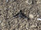  Exoprosopa jacchus (Fabricius, 1805)