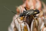  Hadrodemus m-flavum (Goeze, 1778)