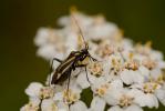  Hadrodemus m-flavum (Goeze, 1778)