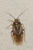  Lygus rugulipennis Poppius, 1911