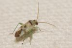  Tuponia mixticolor (A. Costa, 1862)