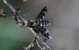  Exoprosopa jacchus (Fabricius, 1805)