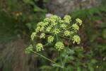 Grande Berce de Lecoq Heracleum sibiricum L., 1753