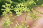 Grande Berce de Lecoq Heracleum sibiricum L., 1753