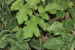 Grande Berce de Lecoq Heracleum sibiricum L., 1753