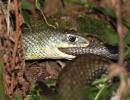 Couleuvre de Montpellier Malpolon monspessulanus (Hermann, 1804)