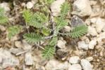 Achillée odorante Achillea odorata L., 1759