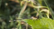 Agrion élégant Ischnura elegans (Vander Linden, 1820)
