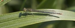 Agrion de Vander Linden, Naïade de Vander Linden Erythromma lindenii (Selys, 1840)