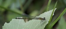 Agrion élégant Ischnura elegans (Vander Linden, 1820)
