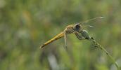 Sympétrum de Fonscolombe (Le) Sympetrum fonscolombii (Selys, 1840)