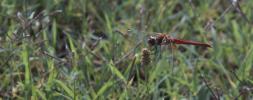 Sympétrum de Fonscolombe (Le) Sympetrum fonscolombii (Selys, 1840)