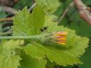  Stilbula cyniformis (Rossi, 1792)