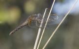 Crocothémis écarlate (Le) Crocothemis erythraea (Brullé, 1832)