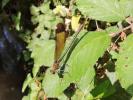 Caloptéryx hémorroïdal Calopteryx haemorrhoidalis (Vander Linden, 1825)