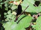 Caloptéryx hémorroïdal Calopteryx haemorrhoidalis (Vander Linden, 1825)