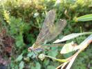 Caloptéryx occitan Calopteryx xanthostoma (Charpentier, 1825)