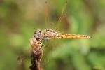 Trithémis annelé (Le) Trithemis annulata (Palisot de Beauvois, 1807)