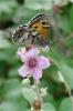 Agreste (L') Hipparchia semele (Linnaeus, 1758)